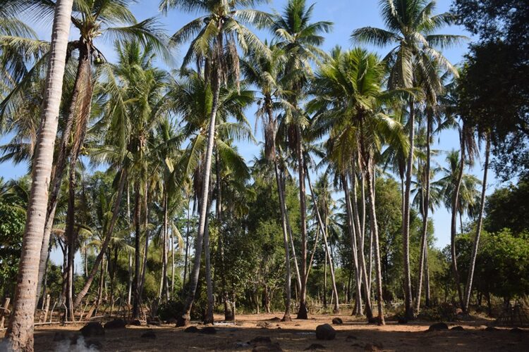 ຄັ້ງທຳອິດງານເທສະການໝາກພ້າວ ຢູ່ເມືອງສາລະວັນ ມີຄວາມພ້ອມເກືອບ 100% ແລ້ວ - 9858 e1644477274234 - ຄັ້ງທຳອິດງານເທສະການໝາກພ້າວ ຢູ່ເມືອງສາລະວັນ ມີຄວາມພ້ອມເກືອບ 100% ແລ້ວ